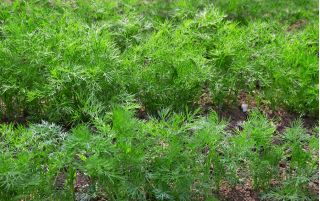 BIO Koper ogrodowy - Certyfikowane nasiona ekologiczne