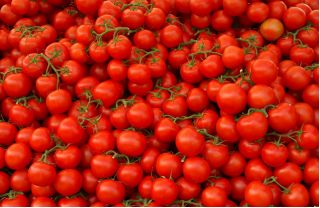 Pomidor Samuraj - gruntowy