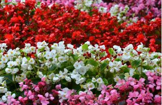 Begonia stale kwitnąca czerwona, różowa i biała - zestaw 3 odmian nasion kwiatów