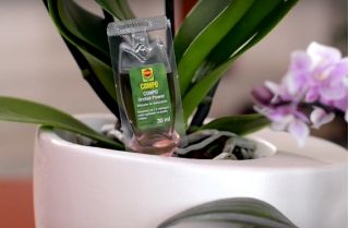Odżywka orchid power - do storczyków - Compo - 1 x 30 ml