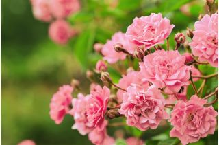 Róża rabatowa różowa - sadzonka