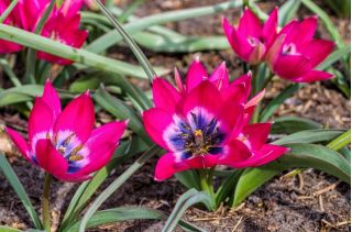 Tulipan Little Beauty - opak. 5 szt.