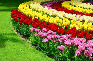 Czterokolorowy zestaw wyjątkowych tulipanów - 60 szt.