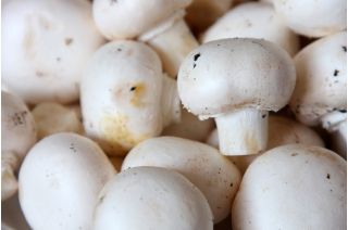 Pieczarka biała - grzybnia na ziarnie do uprawy w ogrodzie lub pomieszczeniu - 1 kg