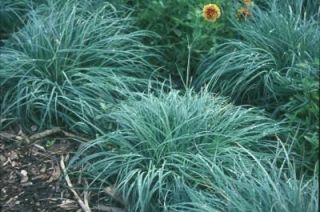 Turzyca prosowata - Carex panicea - trawy ozdobne - sadzonka