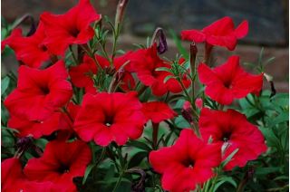 Petunia wielkokwiatowa - czerwona