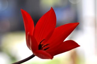 Tulipan botaniczny - Tubergen's Variety - 5 szt.