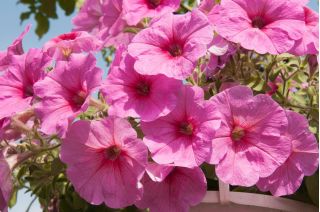 Petunia ogrodowa - Kaskada różowa