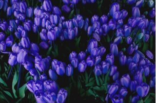 Tulipan niebieski - Blue - duża paczka! - 50 szt.