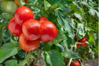 Pomidor Jowisz - pod osłony, nasiona odmian profesjonalnych dla każdego