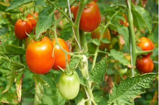 Pomidor Surya - gruntowy, karłowy o podłużnych owocach
