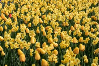 Żółta polana - zestaw tulipany + żonkile - 50 szt.