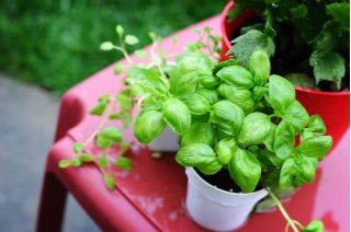 Mini ogród - Bazylia zielona - do uprawy na balkonach i tarasach