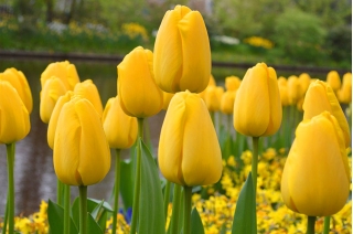 Tulipan Golden Apeldoorn - duża paczka! - 50 szt.