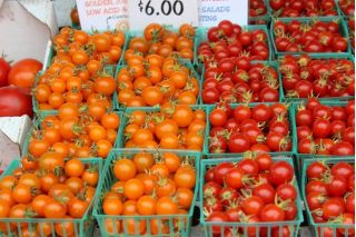 Pomidor Venus - koktajlowy
