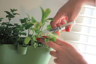 Nożyczki do ziół z potrójnym ostrzem - Herbs Cut - zielone