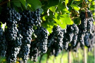 Winogrona ciemne, winorośl - Marechal Foch - sadzonka