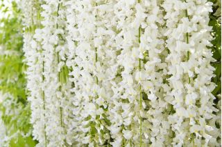 Wisteria biała - Glicynia chińska, Słodin - najpiękniejsze pnącze świata - sadzonka