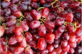 Winogrona różowe, winorośl - Kalina - bardzo słodka - sadzonka