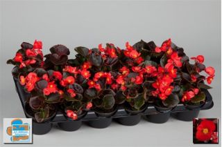 Begonia stale kwitnąca w doniczce - czerwona, ciemny liść - sadzonka 10 cm