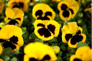 Bratek wielkokwiatowy - żółty z czarną plamą
