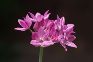 Czosnek kazachstański - Allium oreophilum - 20 szt.