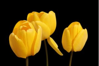 Tulipan żółty - Yellow - 5 szt.