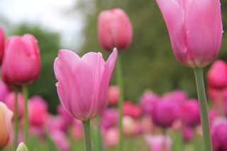 Tulipan Pink Impression - 5 szt.