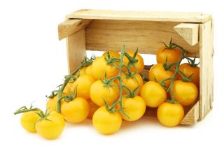 Pomidor Ola Polka - gruntowy