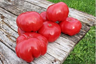 Pomidor Malinowy Warszawski - gruntowy
