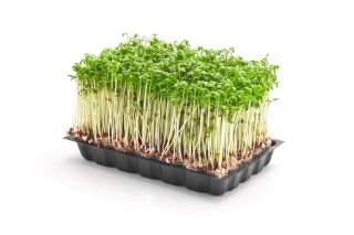 BIO Nasiona na kiełki - Rzeżucha - Certyfikowane nasiona ekologiczne