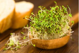 BIO Nasiona na kiełki - Lucerna - Certyfikowane nasiona ekologiczne