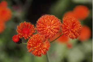 Emilia - koszyczkowe, cynobrowe kwiaty