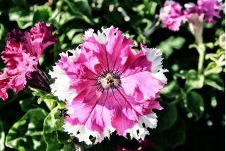 Petunia o kwiatach strzępiastych - mieszanka