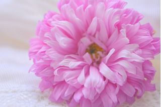 Aster chryzantemowy Beryl - różowy