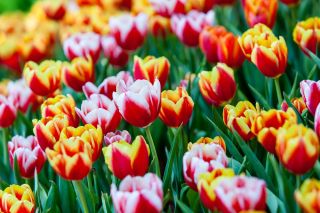 Zestaw dwukolorowych tulipanów - biało-czerwony i żółto-czerwony - 50 szt.