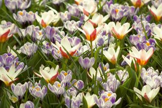Zestaw roślin w dwóch kolorach - tulipan kremowo-czerwony i krokus fioletowo-biały - 60 szt.