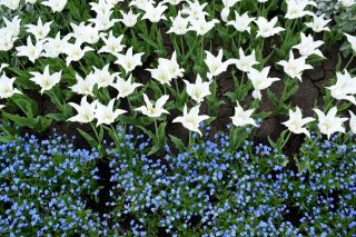 Tulipan liliokształtny biały i niezapominajka alpejska niebieska - zestaw cebulek i nasion