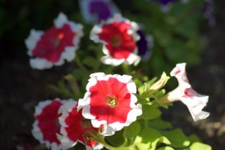 Petunia ogrodowa Iluzja - czerwona