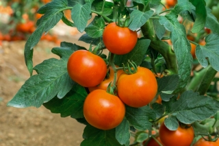 Pomidor Lolek - gruntowy, karłowy, pomarańczowy, bardzo późny, do długiego przechowywania