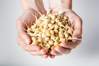 BIO Nasiona na kiełki - Cieciorka - Certyfikowane nasiona ekologiczne