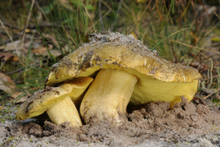 Gąska zielonka - żywa grzybnia - większe opakowanie