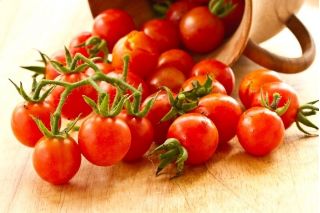 Pomidor Idyll - czereśniowy