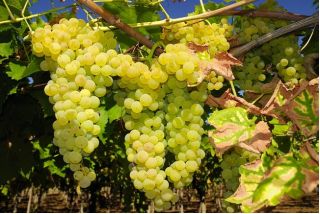 Winogrona jasne, winorośl - Solaris - sadzonka