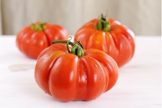 Pomidor Brutus - gigant, nawet do 2 kg