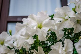Petunia ogrodowa - Kaskada biała