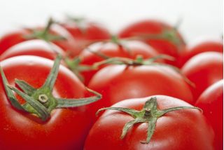 Pomidor Elf - pod osłony, nasiona odmian profesjonalnych dla każdego