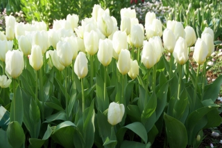 Tulipan niski - White Purissima - GIGA paczka! - 250 szt.