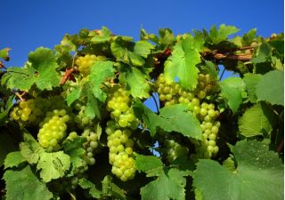 Winogrona jasne, winorośl - Bianca - wyjątkowo smaczne - sadzonka