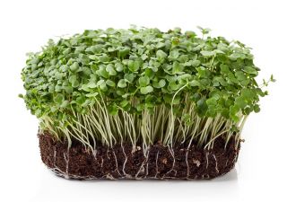 BIO Nasiona na kiełki - Rokietta siewna - Certyfikowane nasiona ekologiczne